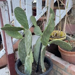 Nopal 