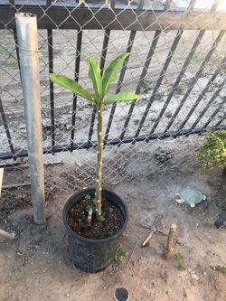 Plumeria