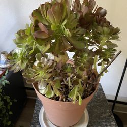 Succulent 