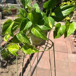Golden Pothos Plant