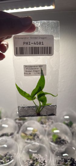 Philodendron golden dragon TC
