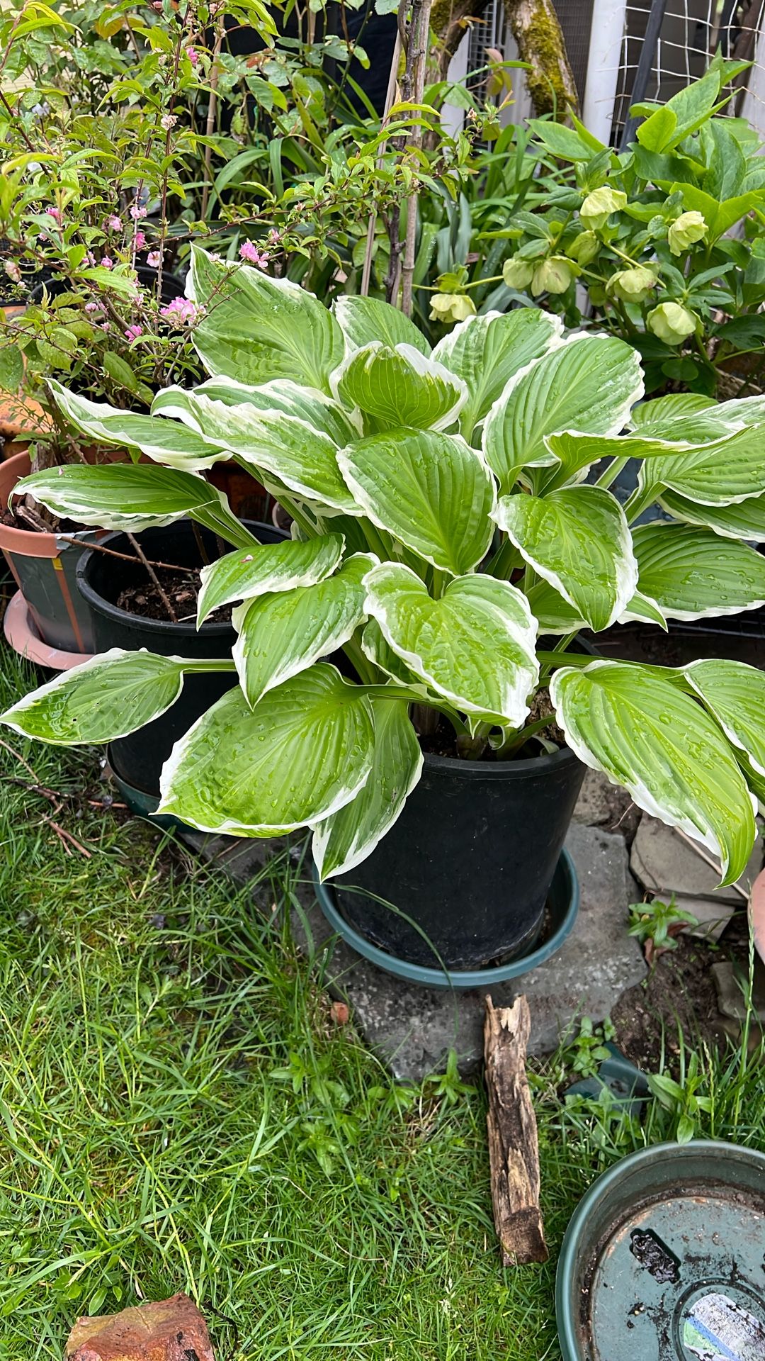 Large Hosta Potted Plant