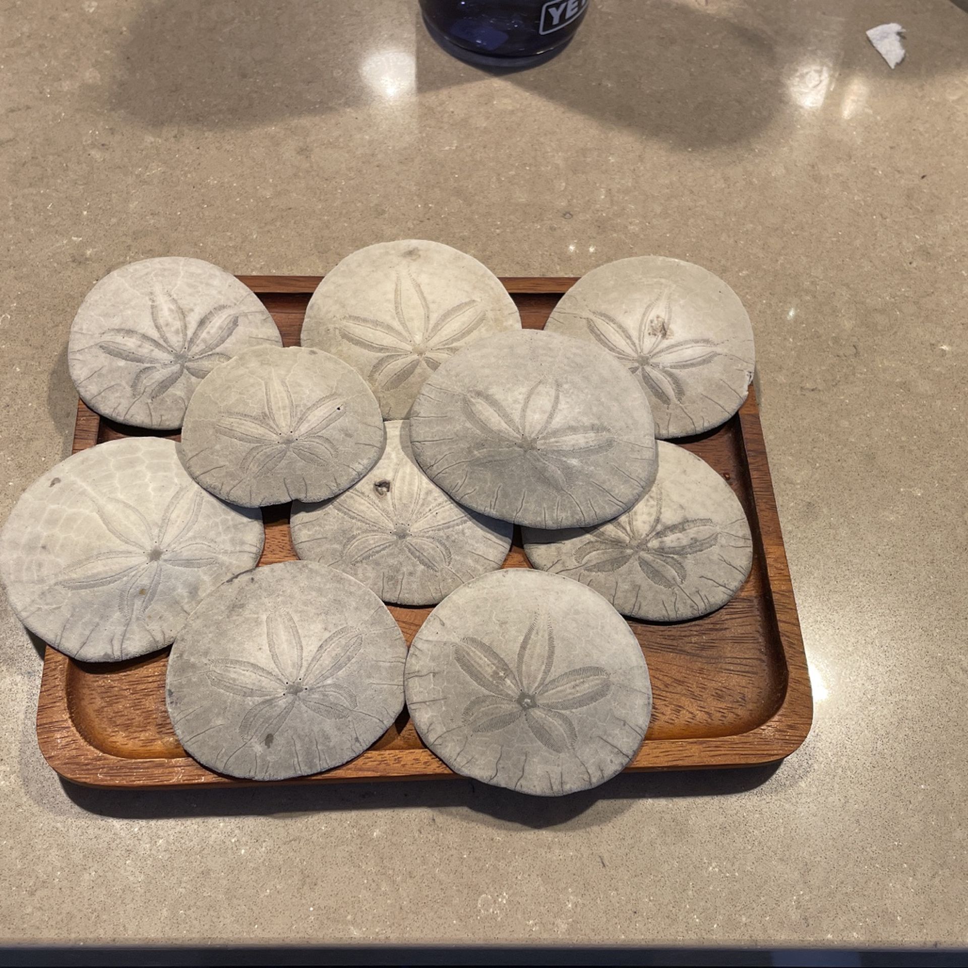 Sand Dollars Oregon Coast