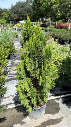 Arborvitae - 7 Gallons