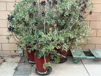 Outdoor Plants
