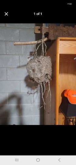 Abandoned Natural Hornets Nest