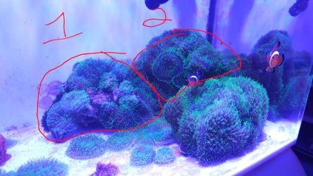 Fake decorations reef