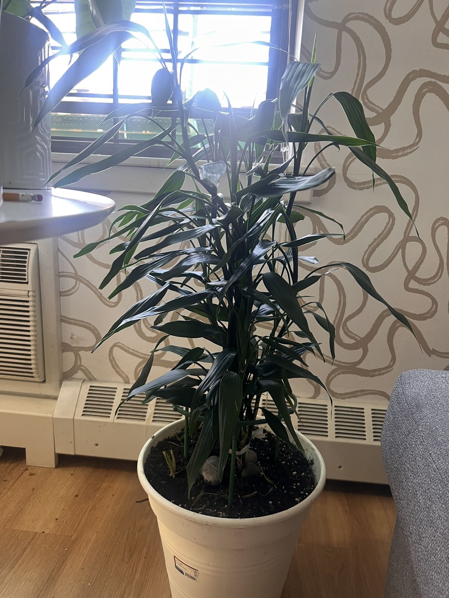 XXL Lucky Bamboo Plant (beautiful)