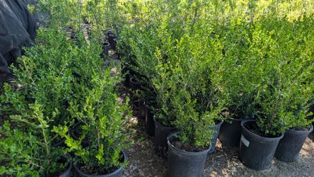 Boxwood