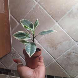 Baby Variegated Rubber Plant