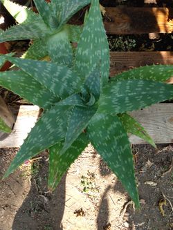 Green Aloe
