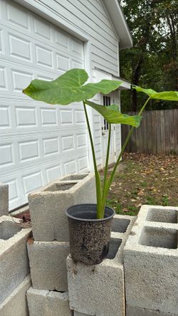 Planta oreja de elefante