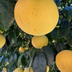 Organic , Juicy Yummy Grapefruit 15 For $5 , No Pesticides, Read Description 