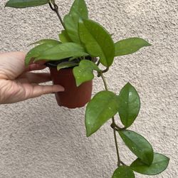 Beautiful Hoya Carnosa Plant