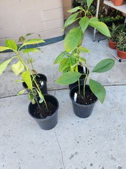 Plants of 🥑, avocado hass