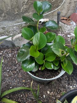 Natural plant