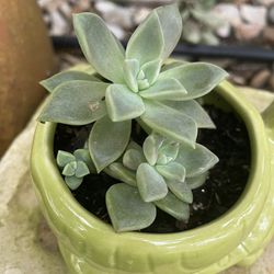 Succulent In Ceramic Planter FREE