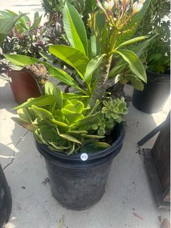 plants / plantas