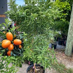 Kumquat (nagami) Tree