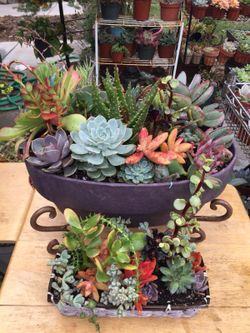 Succulents arrangement