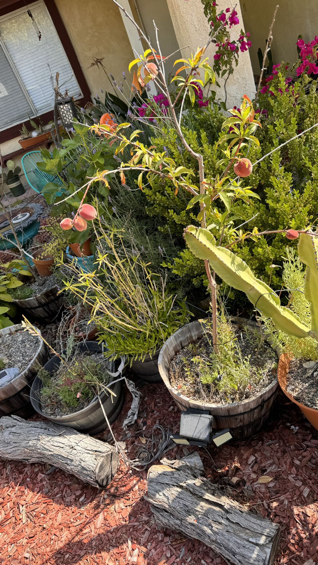 Potted Fruit trees, Other Plants