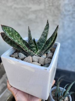 Gasteria Succulent in White Ceramic Pot
