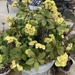 Rare Mature Crown Of Thorns 