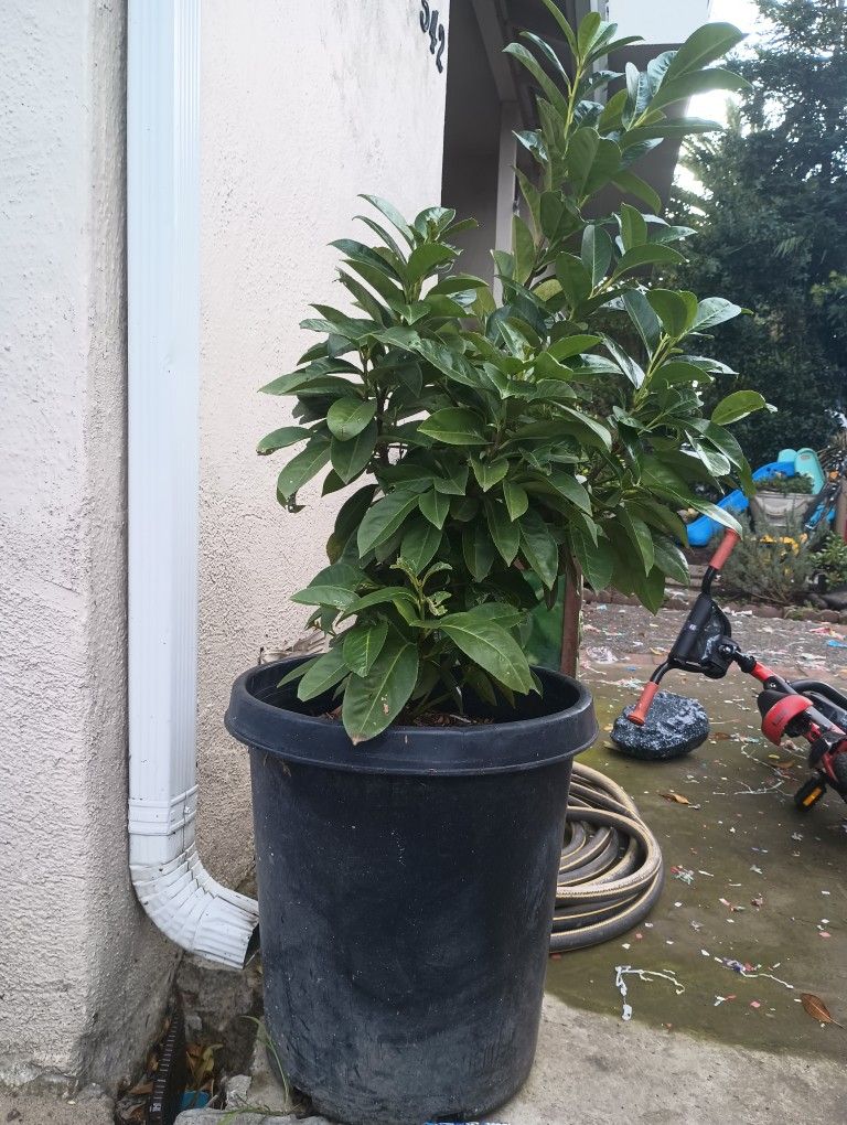 England Loro 🦜 Tree  4ft 