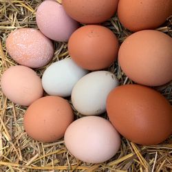 Organic-fertile hatching chicken eggs  