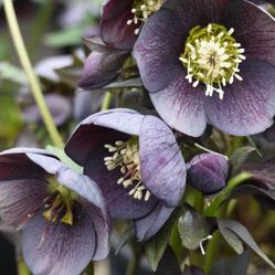helleborus blue diamond