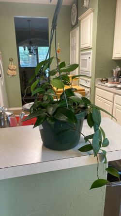 Beautiful Vine Plant Hoya Carnosa(wax Plant)