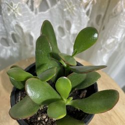 Jade Suculent 