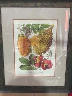 Trowbridge Gallery Botanical Print – Carambola, Durian & Ackee – Framed
