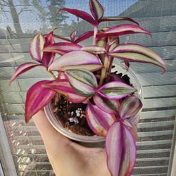Tradescantia Zebrina Quadricolor Plant