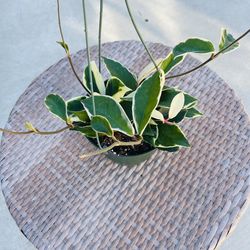 Hoya Tricolor plants