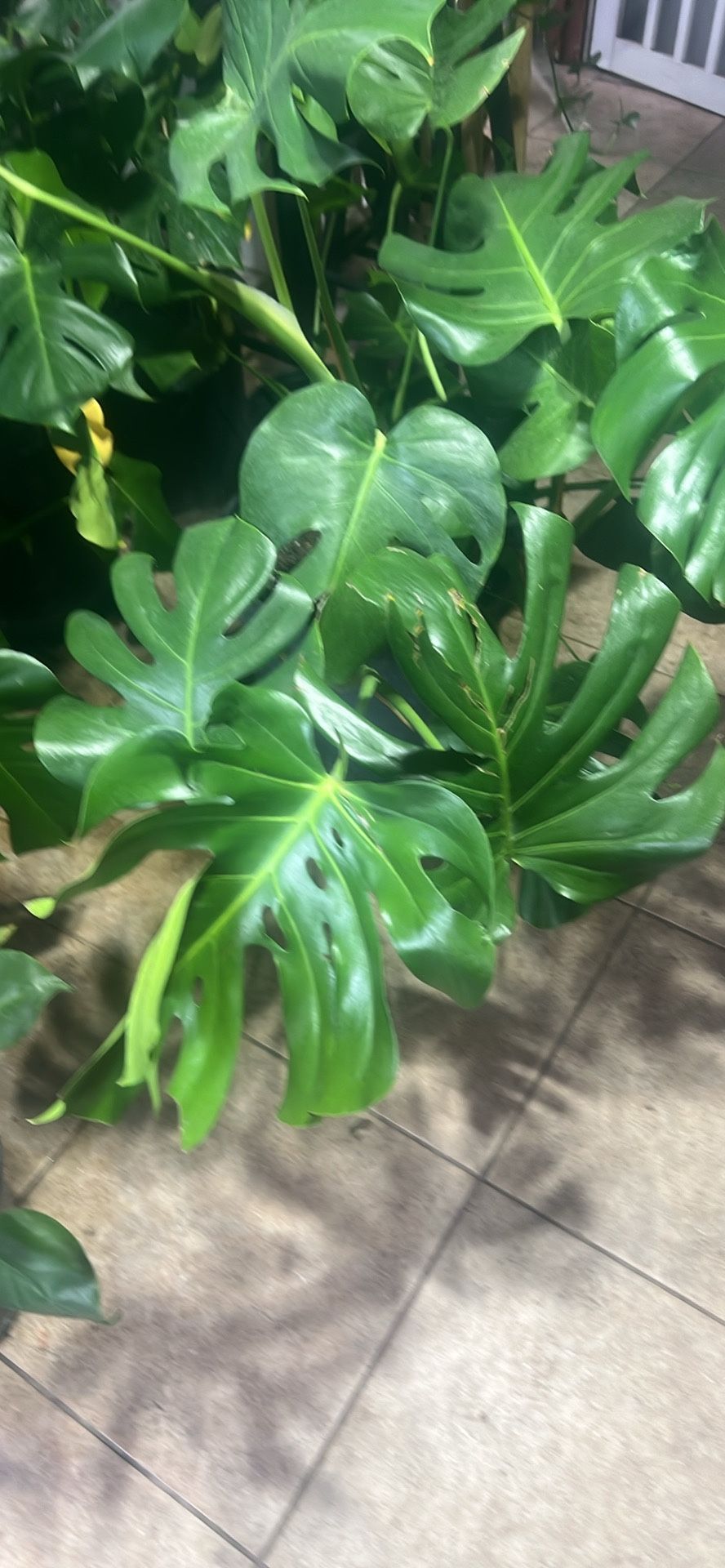 Planta De Monstera En maceta De 15 Galones .