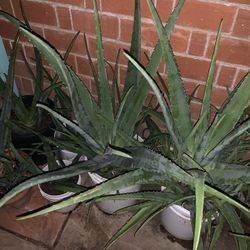 So Many Different Plants Garden Nursery For Sale Multiple Available