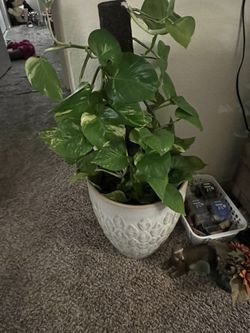 Hawaiian Pothos 