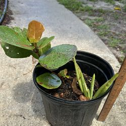 2 Plant In 1 Pot. Aloe Vera And Seagrape In A 3 Gallon Pot