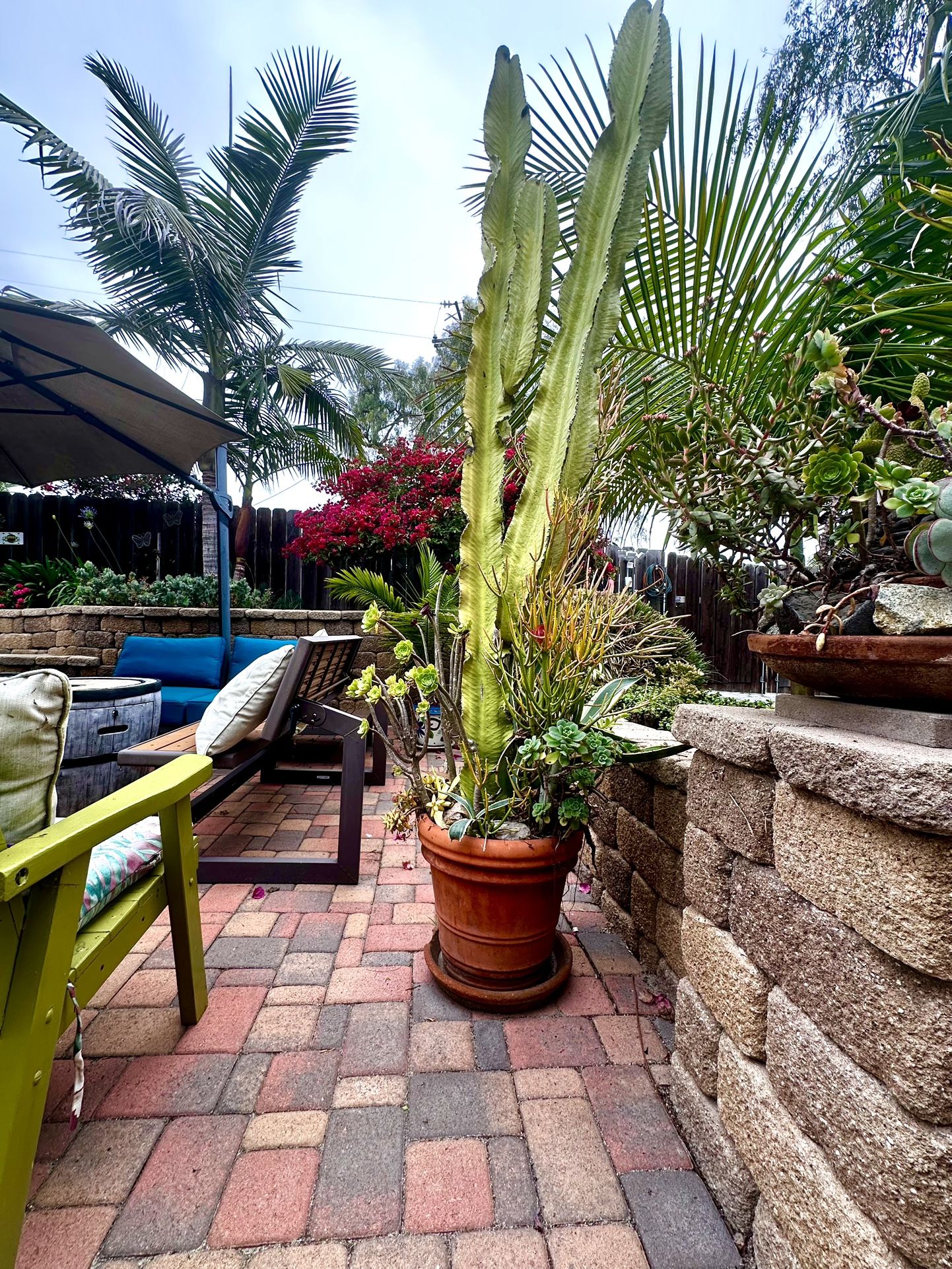 Cactus, Firestick And Succulents