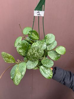6” hoya obovata silver súper splash
