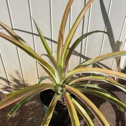 Pineapple Plant