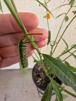🐛🦋🌼Hello Yellow, Butterfly Milkweed Plant 🌼🦋🌼🐛🦋🐛