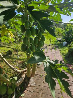 Papaya plants