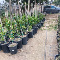 Ficus