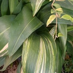Aspidistra House Plants.