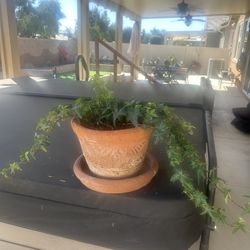 Plant in Pot - Ivy