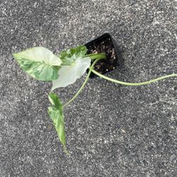 Variegated Alocasia Plant