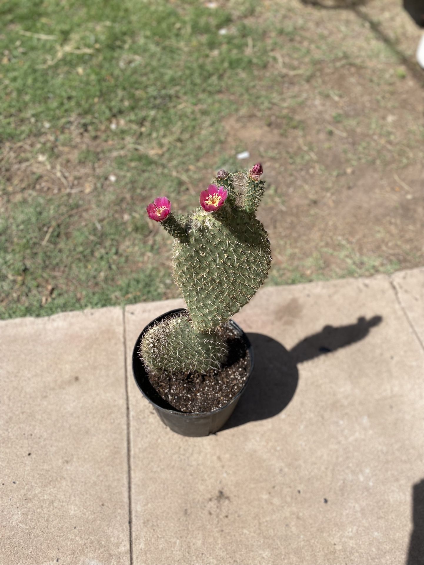 Prickly Pear Cactus Plant