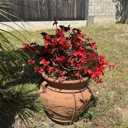Red flower plant w pot